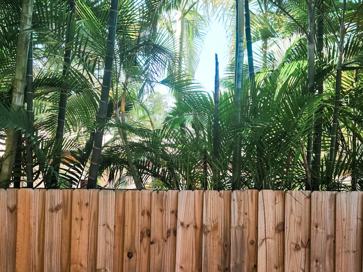 A timber paling fence