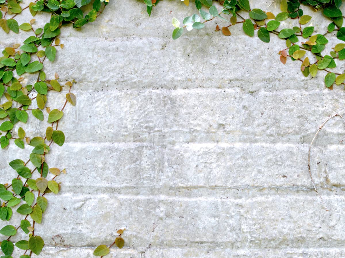 Ivy growing over a wall